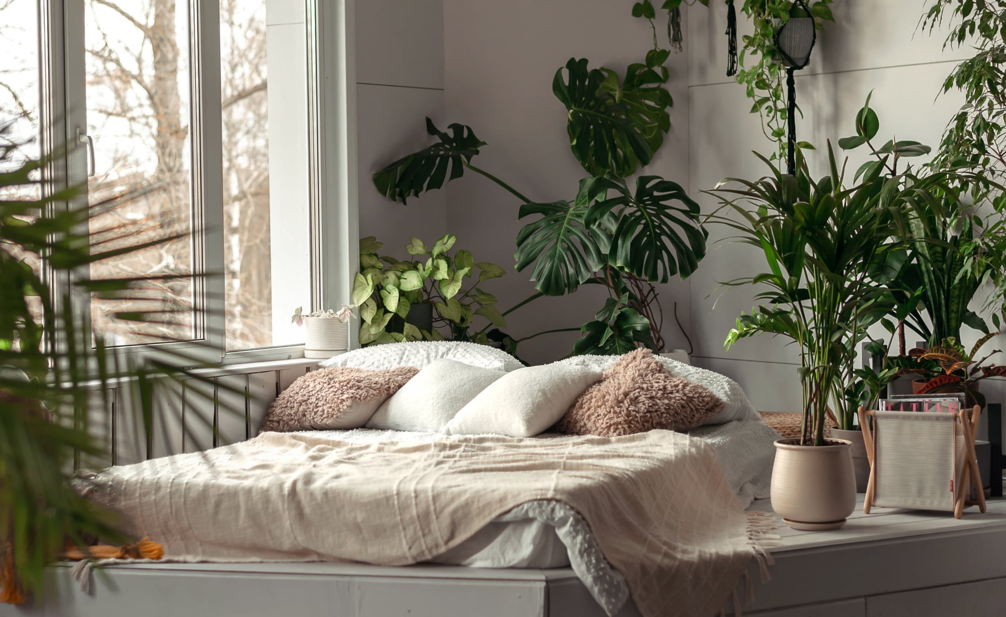 Die 5 Besten Pflanzen Fürs Schlafzimmer - Mein Schöner Garten in Zimmerpflanzen Für Schlafzimmer