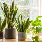 Die 5 Besten Pflanzen Fürs Schlafzimmer – Mein Schöner Garten With Regard To Zimmerpflanzen Für Schlafzimmer