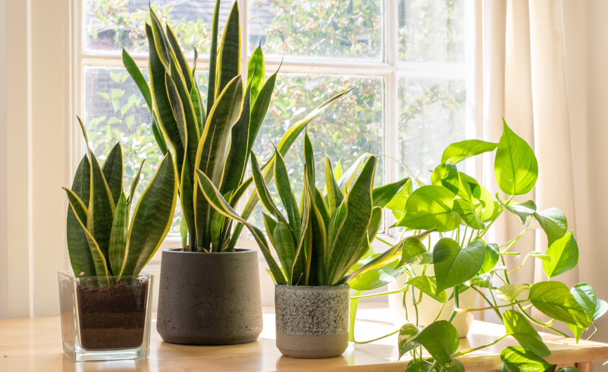 Die 5 Besten Pflanzen Fürs Schlafzimmer - Mein Schöner Garten with regard to Zimmerpflanzen Für Schlafzimmer