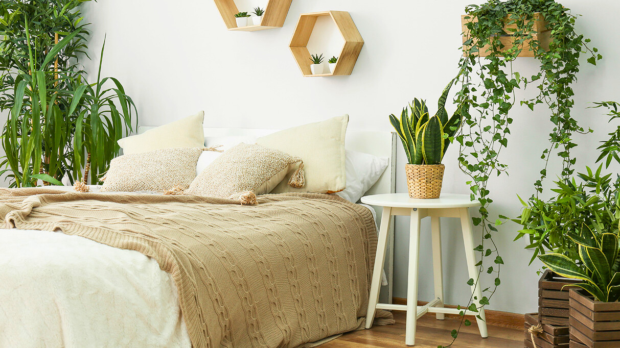 Pflanzen Fürs Schlafzimmer - Gesünder Schlafen | Em-Kaufhaus with regard to Pflanzen Im Schlafzimmer Gut Oder Schlecht